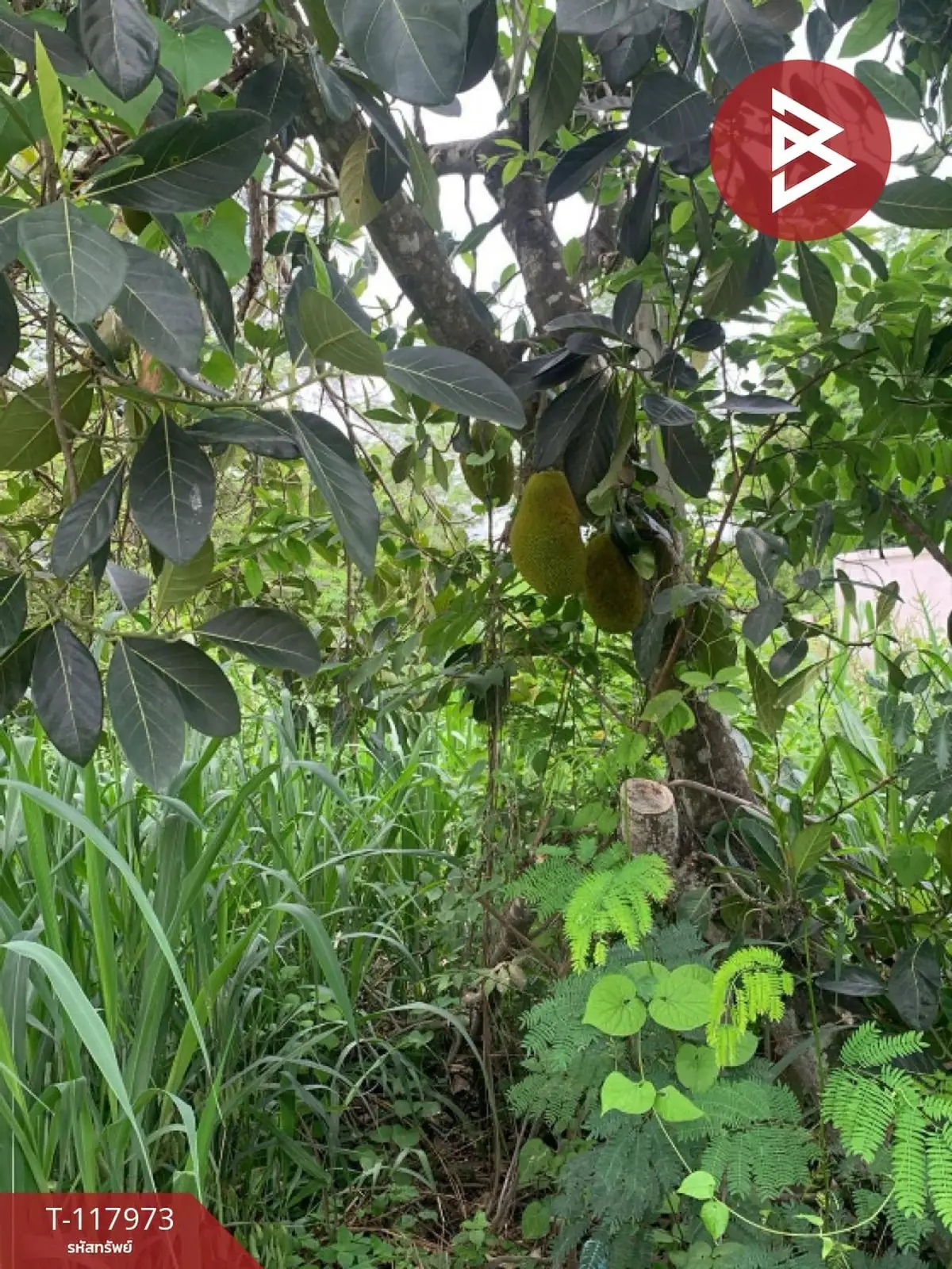 ขายที่ดิน เนื้อที่ 80 ตร.วา จอมบึง ราชบุรี 3