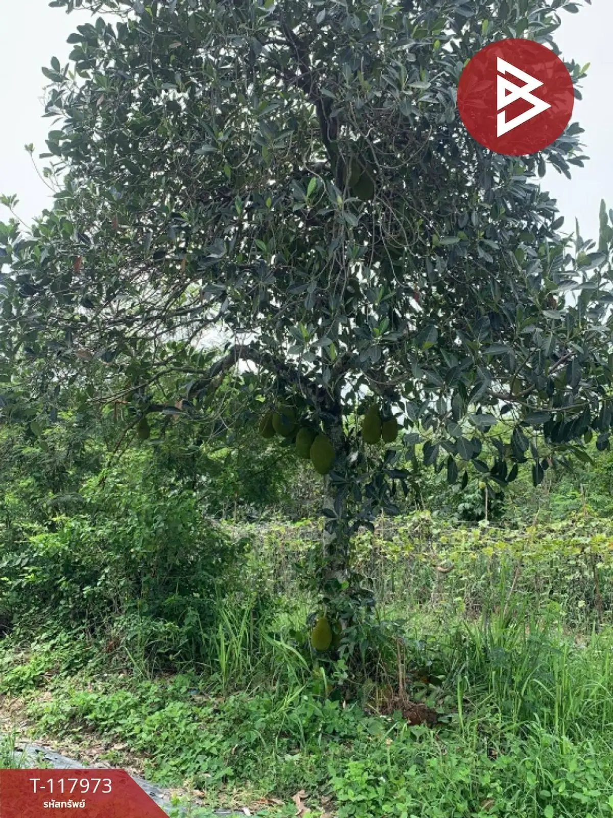 ขายที่ดิน เนื้อที่ 80 ตร.วา จอมบึง ราชบุรี 2