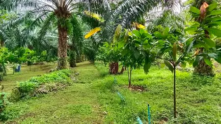 ขาย ที่ดิน บ้านสวนปาล์ม 21 ไร่ 48 ตร.วา ใกล้แม่น้ำแควน้อย ติดถนน บ้านแก่งจอ อ.ไทรโยค กาญจนบุรี 2